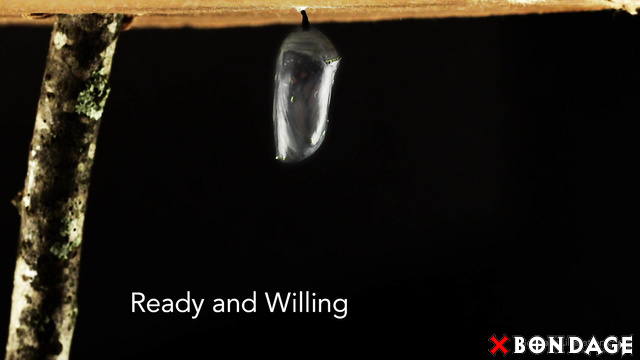 Elise Graves Bondage Liberation - Spread Your Legs And Be Ready Willing With Cedar Parker