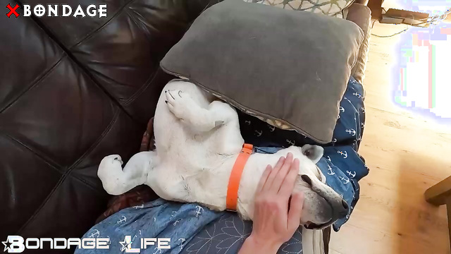 Bondage Life - Bound Rachel Greyhound Trapped Spread Eagle In A Strict Flat Standing Cage