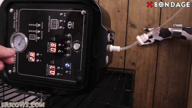 Hucows - Big Boobed Cow Milked On The Sybian: We Need Fresh Milk From Your Tits